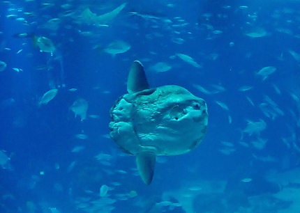 Aquarium de Lisbonne