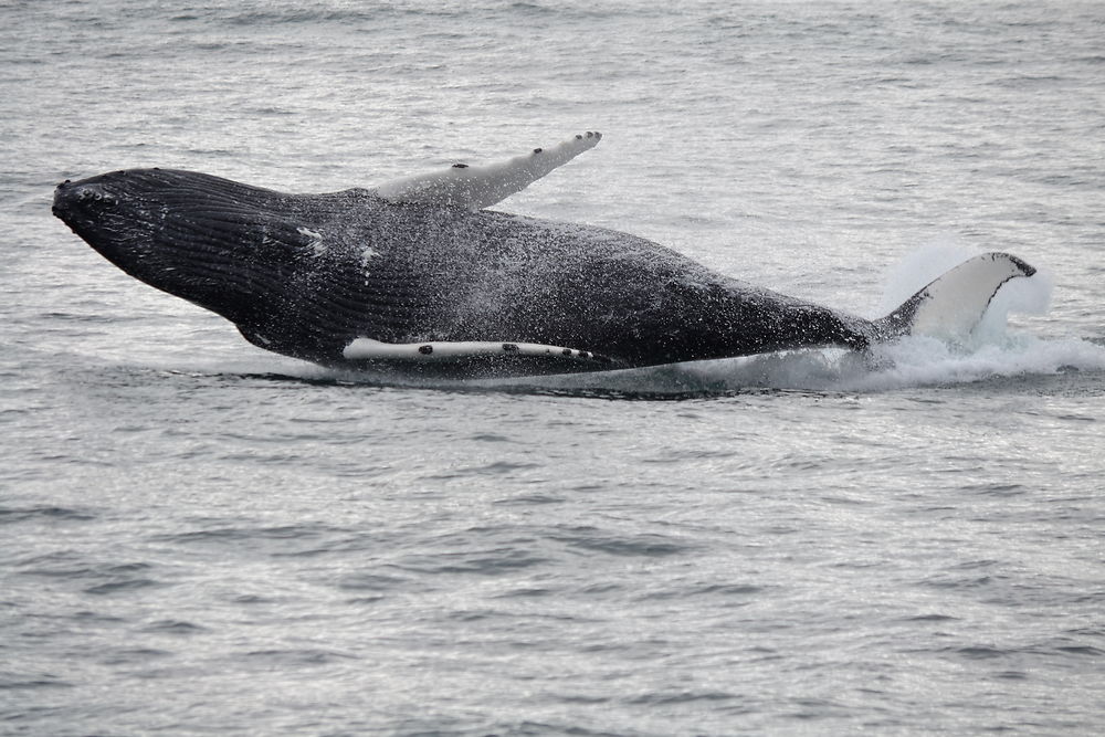 Léger comme une baleine à bosses