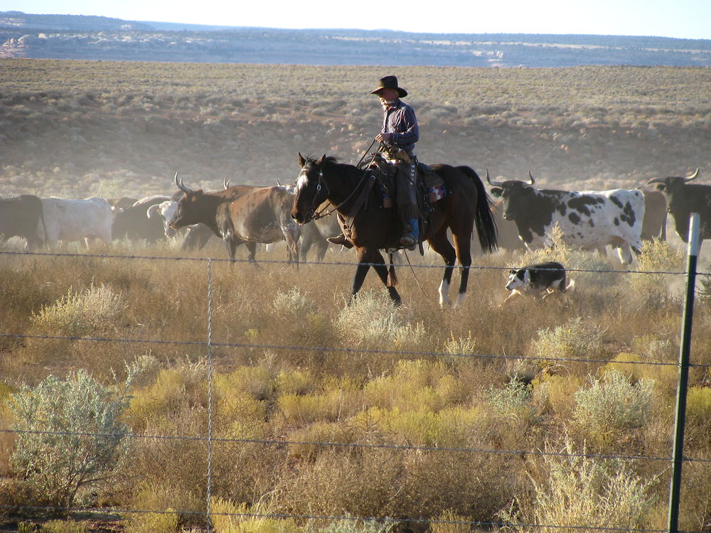 A lonesome cow-boy