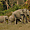 Famille d'éléphants sauvages