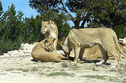 Lionnes et lions