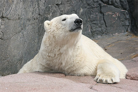 L'ours polaire L'ours polaire
