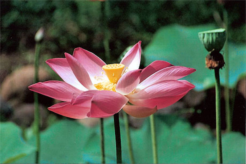 Fleur de lotus