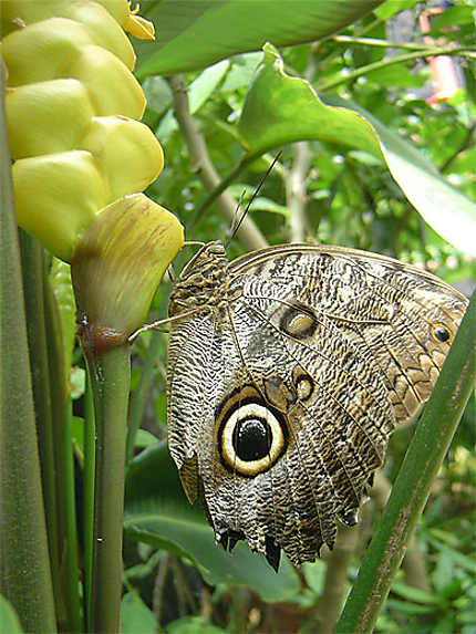 Papillon Hibou