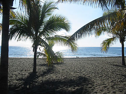 Palmiers sur la plage de sable noir