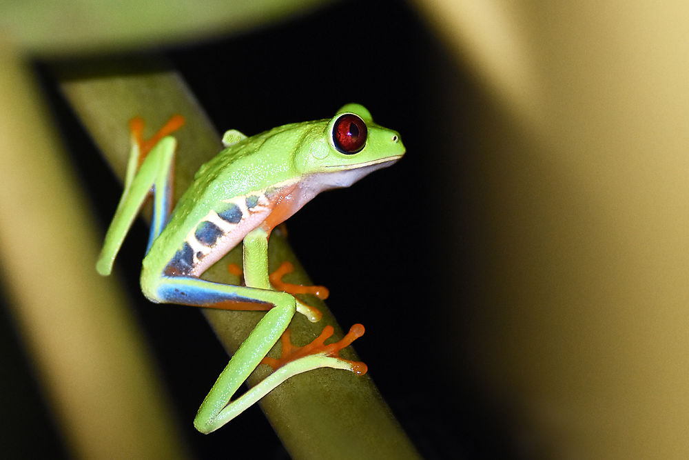 Grenouille arboricole