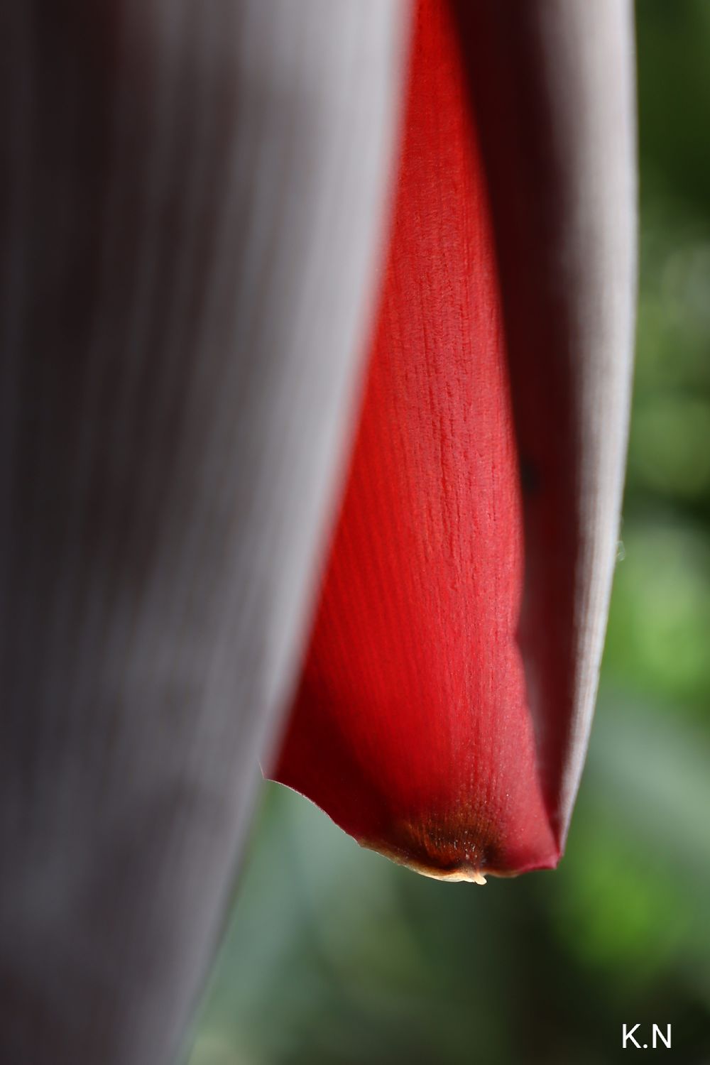 Dans l'intimité d'une fleur de bananier