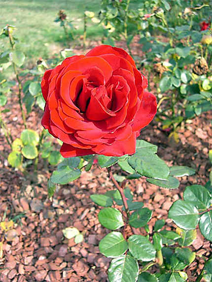 Jolie rose rouge