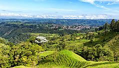 Colombie : la R&eacute;gion du Caf&eacute;, au pays de l&rsquo;or brun
