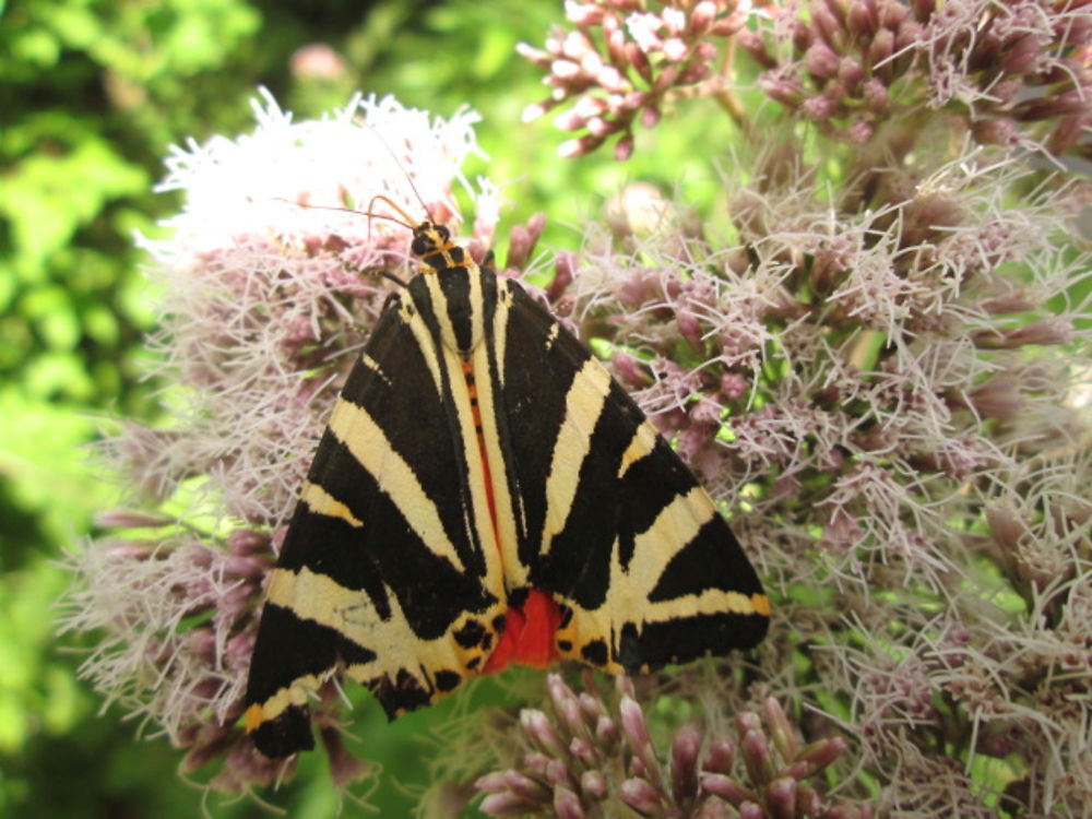 Papillon écaille