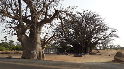 Baobab sacré 