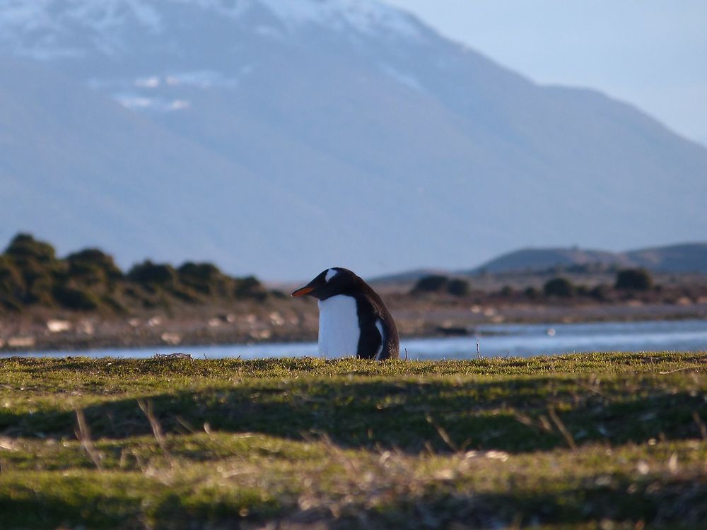 Pingouin en terre de feu