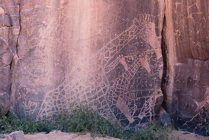 Tin Abadène - Gravure rupestre, des girafes