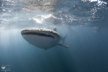 Requin baleine en Australie