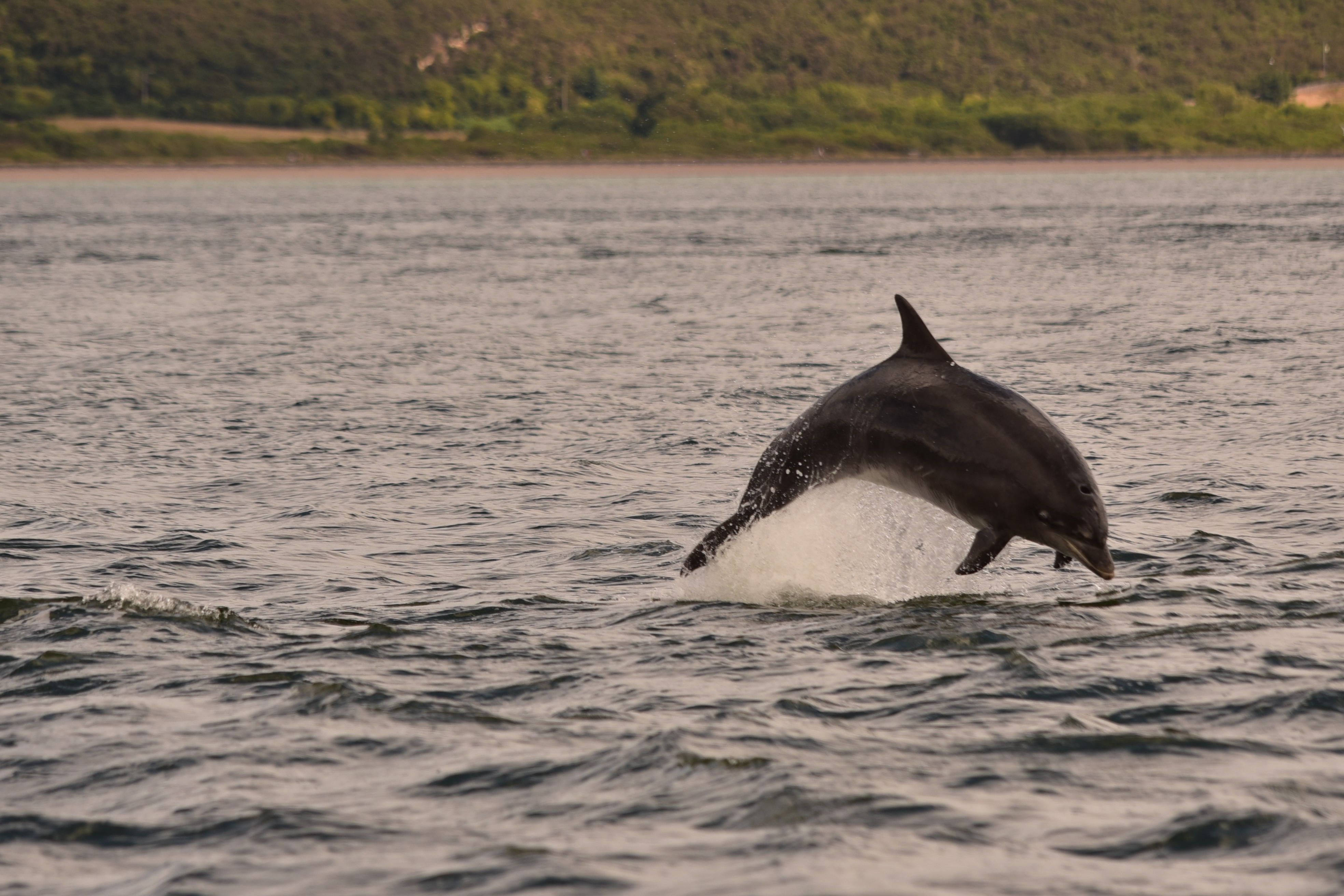 Dauphin à Chanonry Point Dauphin à Chanonry Point