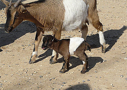 Naissance chez les chèvres