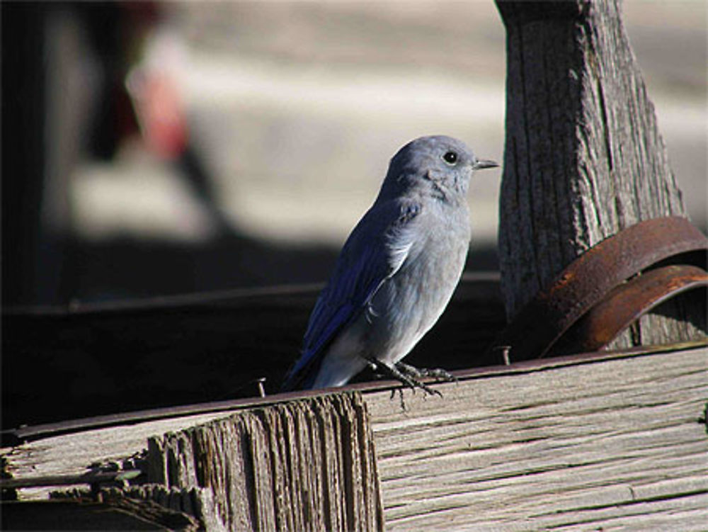 Oiseau Bleu