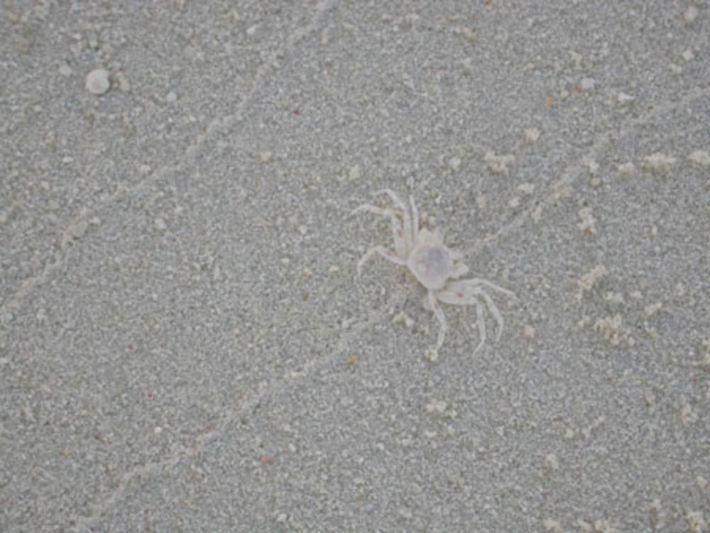 Petit crabe sur la plage