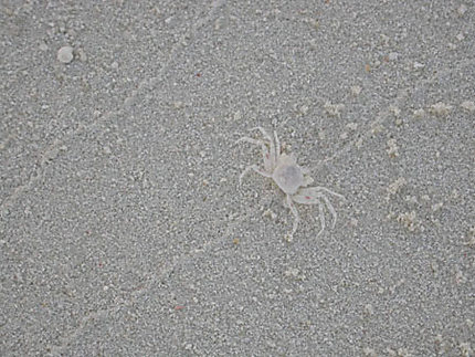 Petit crabe sur la plage
