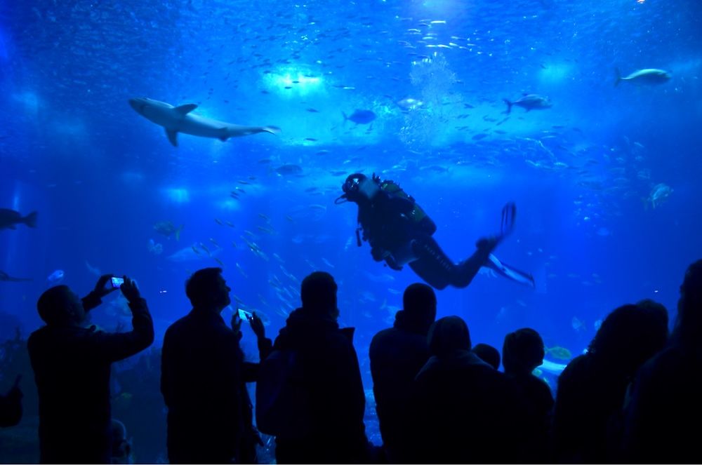 Dans l’Oceanario de Lisboa 