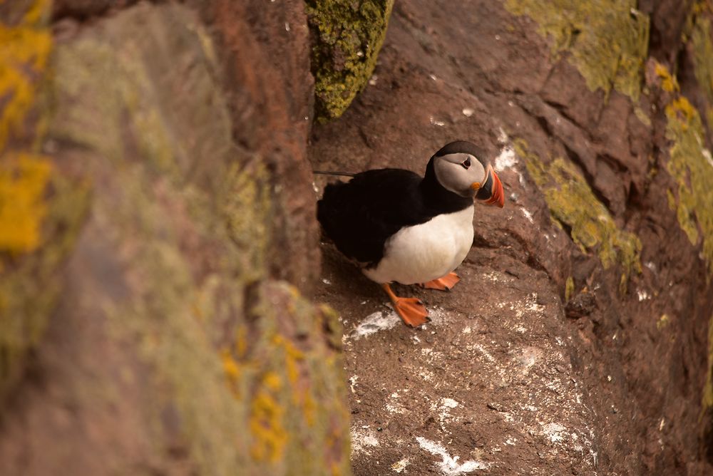 Macareux moine sur Handa Island