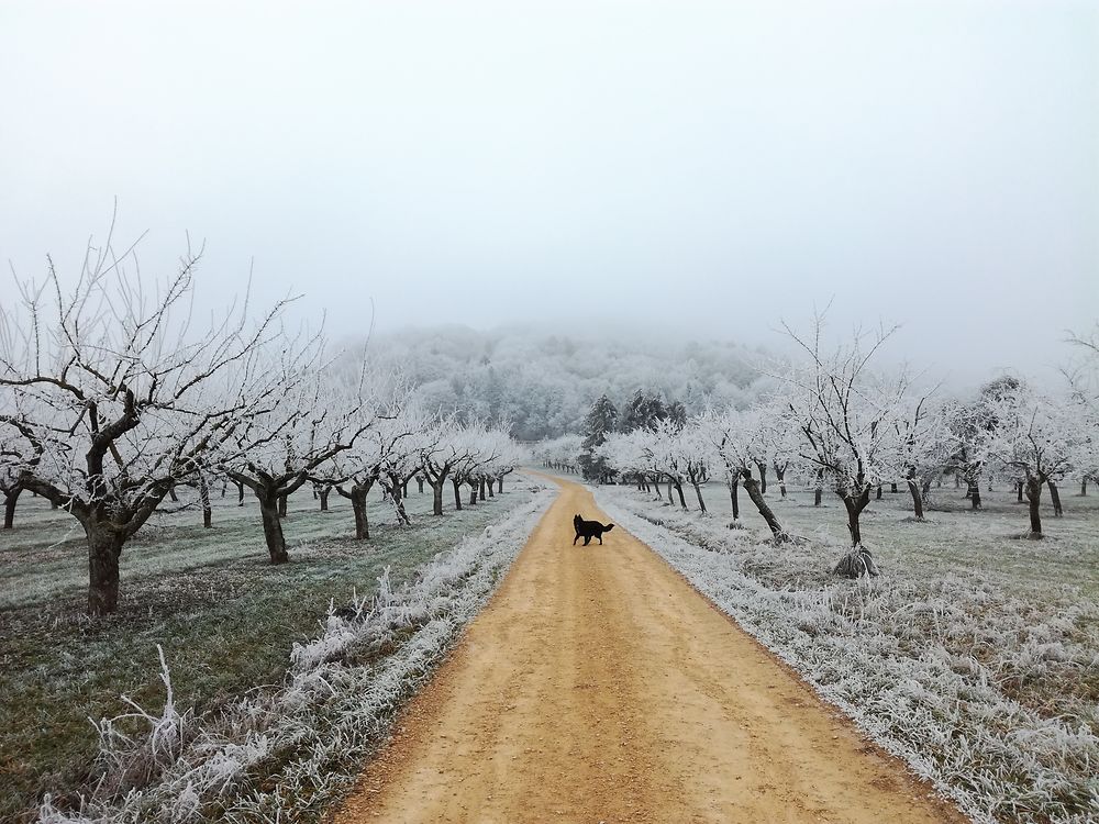 Chien noir ne craint pas l'hiver