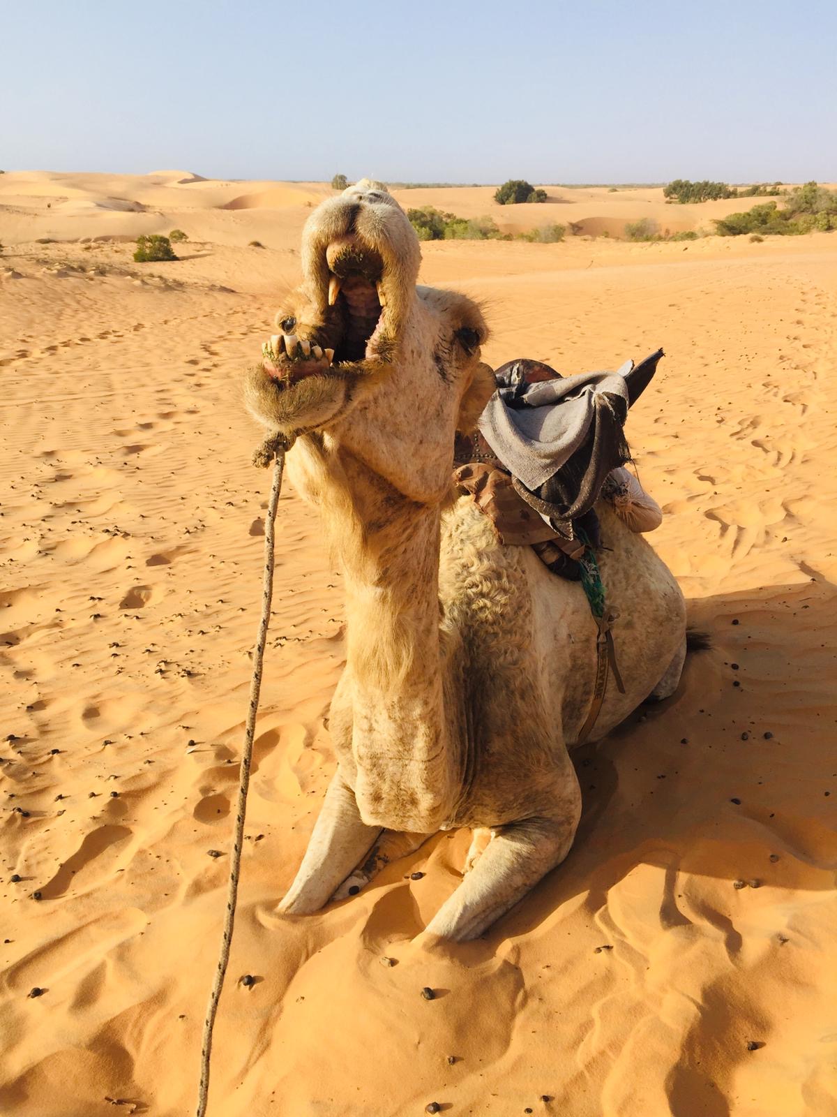Dromadaire dans le désert de Lompoul, Sénégal Dromadaire dans le désert de Lompoul, Sénégal