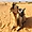 Dromadaire dans le désert de Lompoul, Sénégal