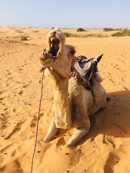 Dromadaire dans le désert de Lompoul, Sénégal