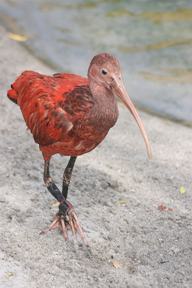 Ibis rouge Ibis rouge