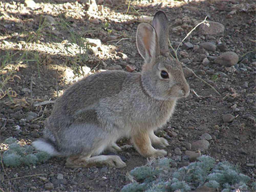 Lapin de Garenne...