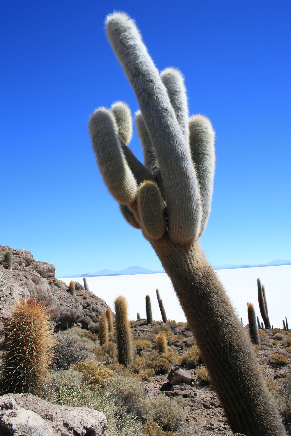 Cactus insolent