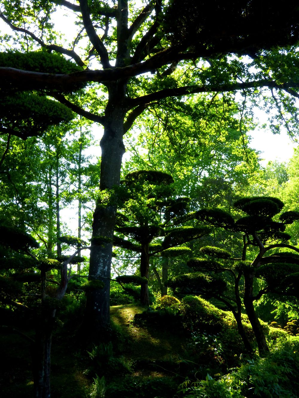 Végétation dans le parc oriental de Maulévrier