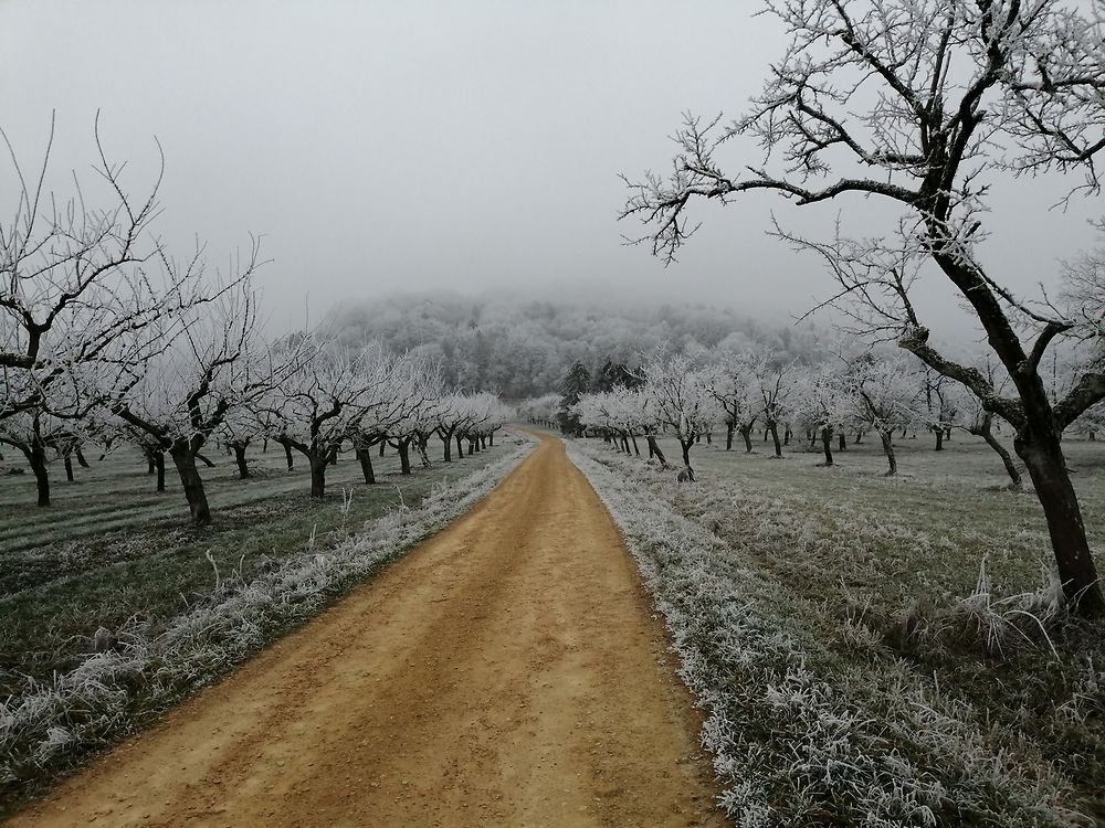 Vergers de mirabelliers et colline d'Hannonville