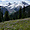 Prairie en fleurs devant le Mont Rainier