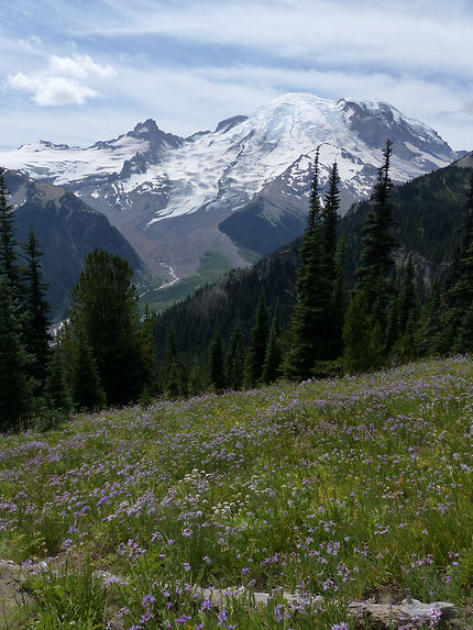 Prairie en fleurs devant le Mont Rainier