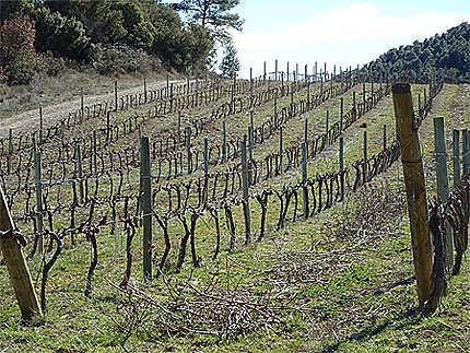 Vignobles à Santa Eulalia de Gállego