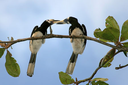 Couple de Hornbill Couple de Hornbill