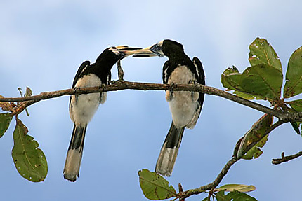 Couple de Hornbill