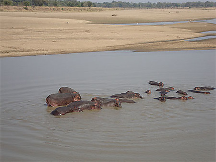 Hippopotames dans le Luangwa