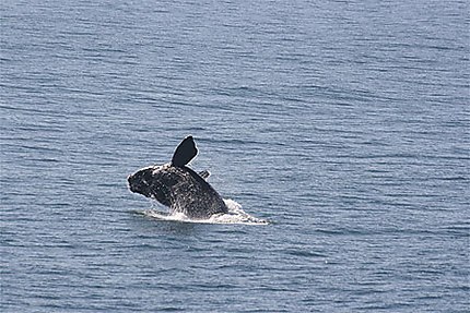 Baleine qui saute