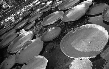 Ile Maurice Plantes Noir et blanc Jardin de Pamplemousses