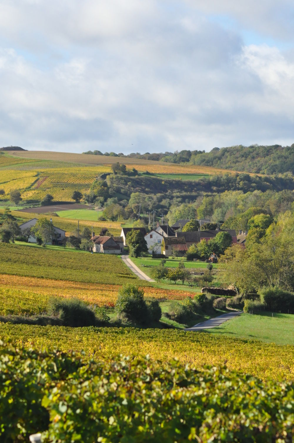 Dans les environs de Sury-en-Vaux