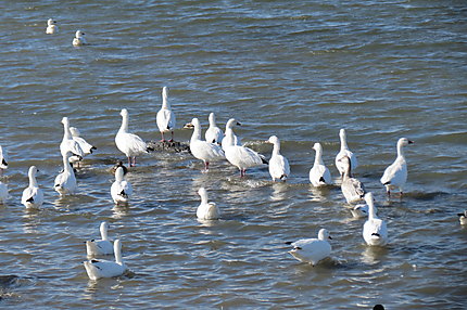 Oies blanches à Rimouski