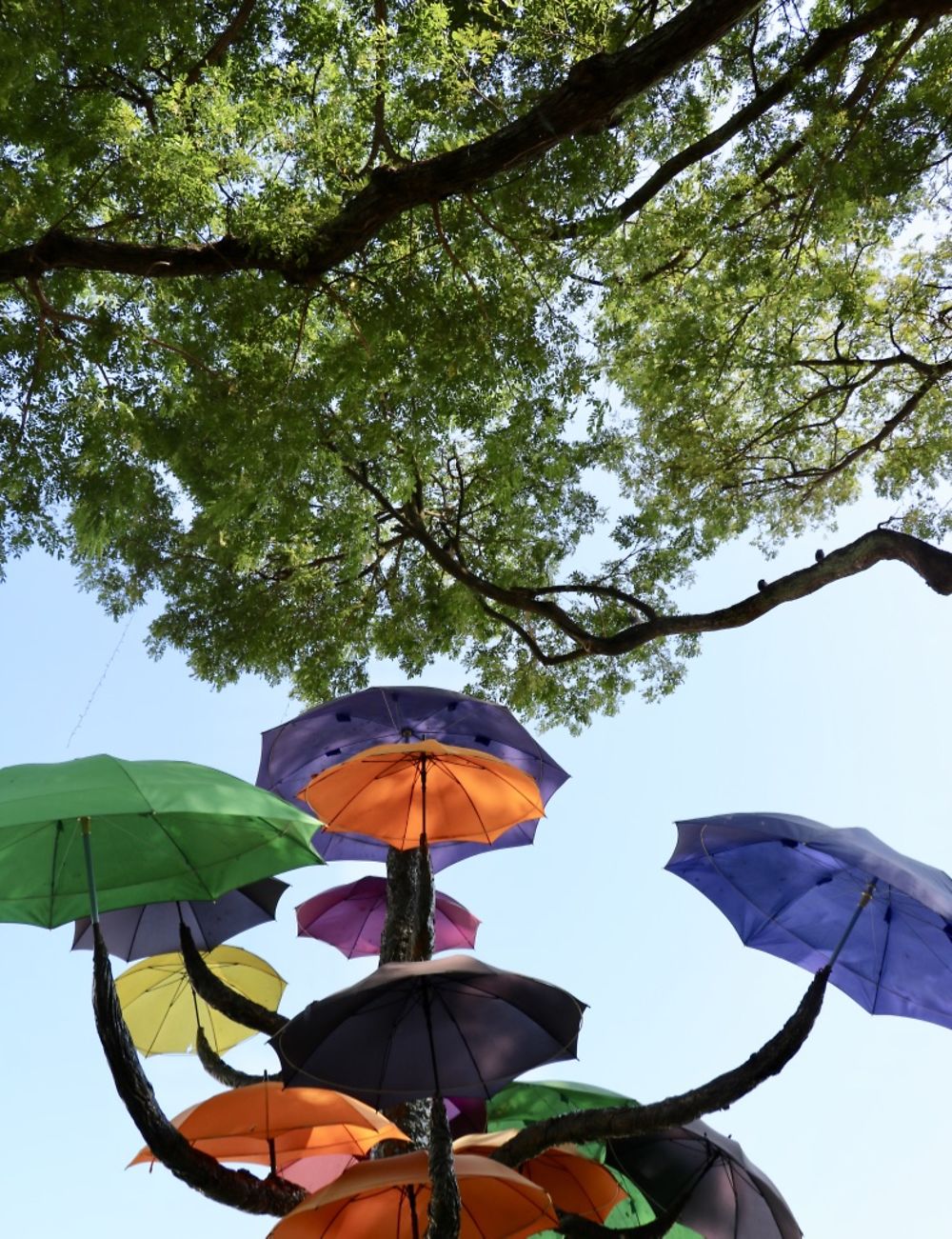 Les parapluies de Singapour