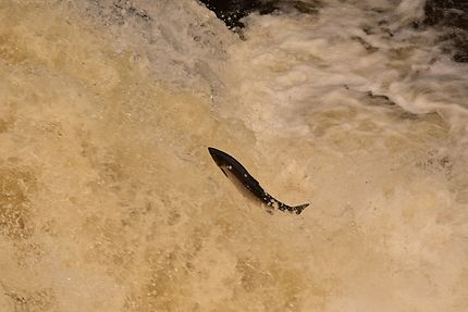 Saut de saumon dans les Falls of Shin