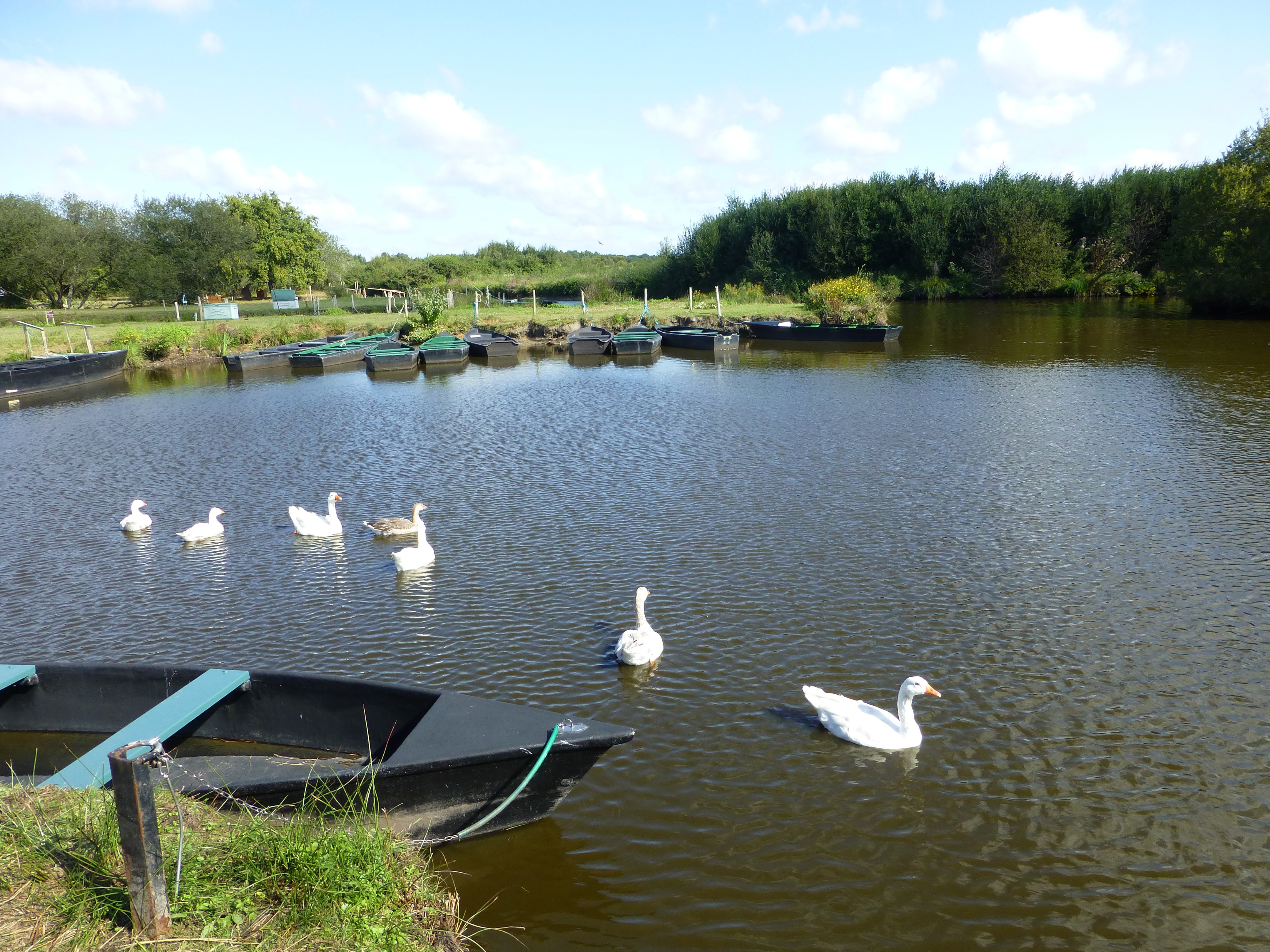 Oies sauvages dans le parc régional de Brière Oies sauvages dans le parc régional de Brière
