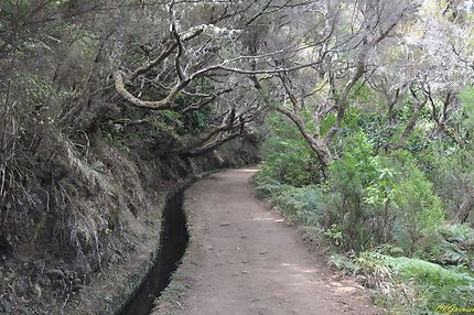 Levada Do Risco - 25 Fontes