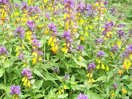 Fleurs jaunes et violettes non identifiées 
