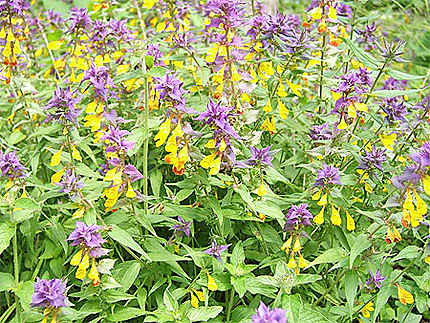 Fleurs jaunes et violettes non identifiées : Fleurs : Parc national de la  Gauja : Vidzeme : Lettonie : Routard.com